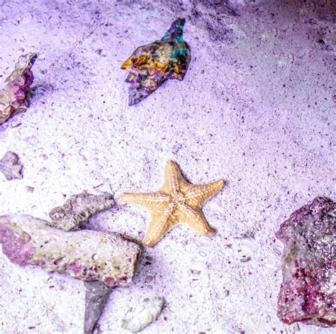 Starfish In Underwater Life Free Image Download