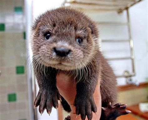 Cute Baby Otters Background For Your Mobile And Tablet Explore Cute