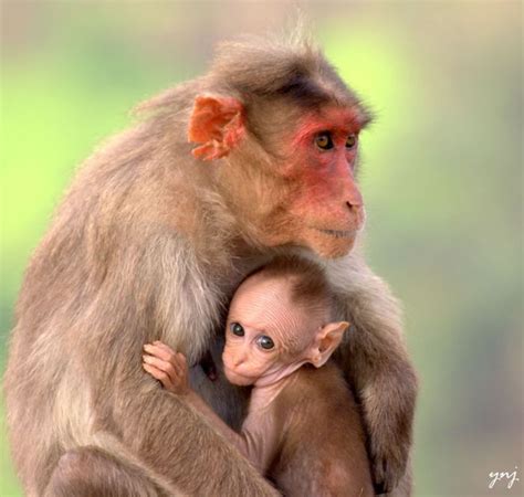 Adorable Animal Mom And Baby Photos 40 Pics