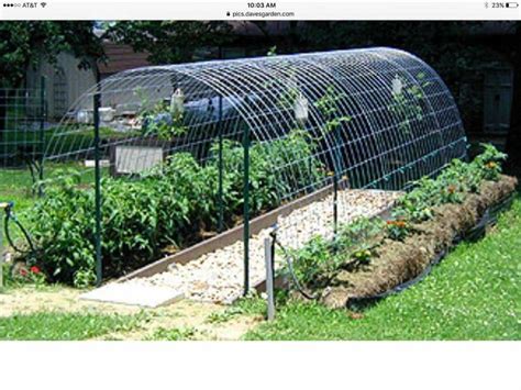 A string trellis is dropped from above the plants and anchored in the ground below the plant. Tomato "cages" from cattle panels | Garden spaces, Garden ...