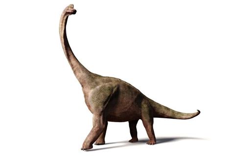 Selain Brontosaurus Ini 5 Dinosaurus Dengan Leher Panjang