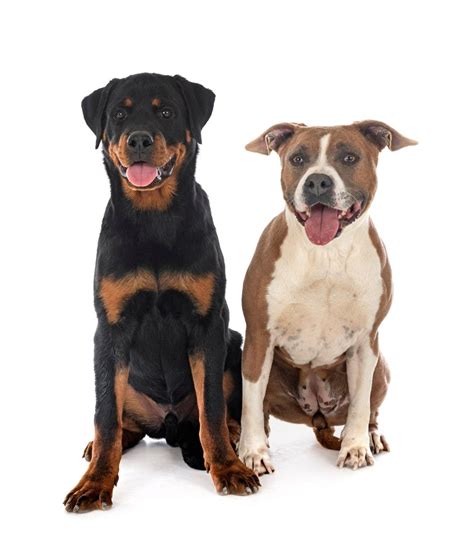 Rottweiler Pit Bull Mix Your Complete Guide Dog Academy