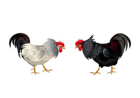 Cockfighting Illustrations Royalty Free Vector Graphics And Clip Art Istock