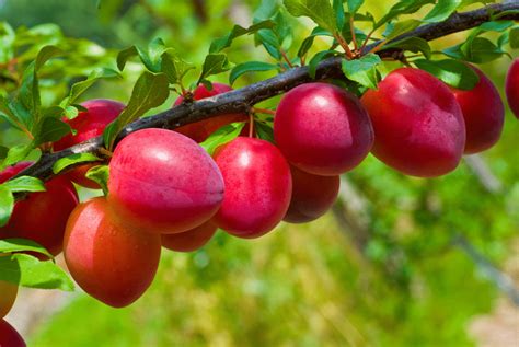 Edible Fruit Plants 5 Most Popular Fruit Bearing Trees