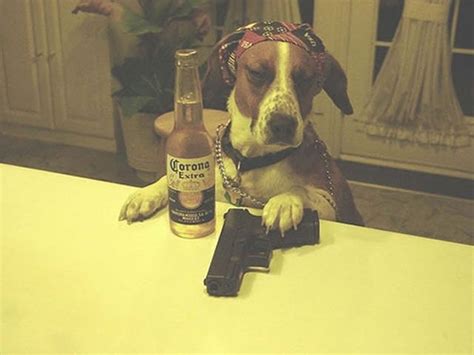Ten Pictures Of Streetwise Dogs Who Look Gangsters