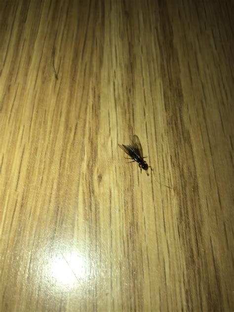 This Bug That We Suddenly Found A Lot Of In Our Central Kentucky Home