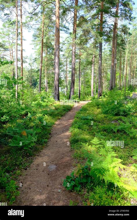 Beautiful Path In Southern Swedens Forests Stock Photo Alamy