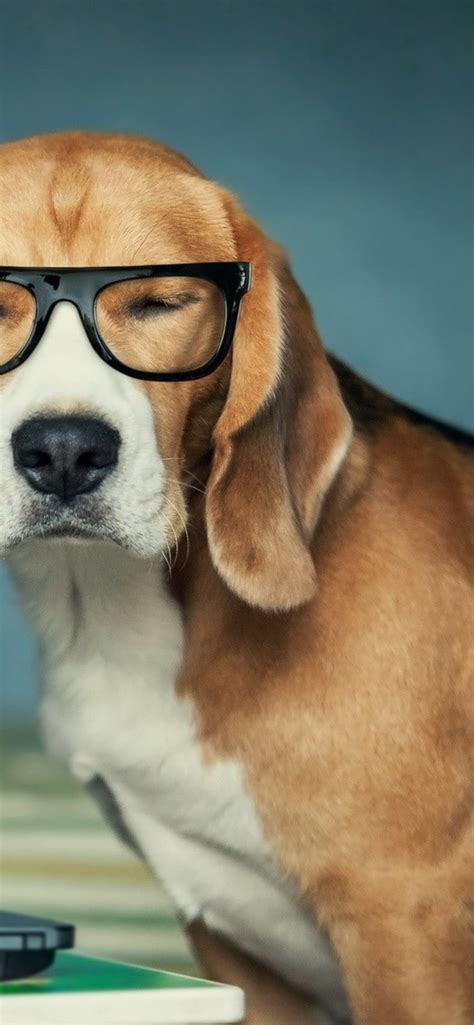 Funny Beagle Wallpaper 61 Images