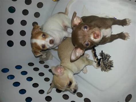 So rather than buying a dog or puppy for sale from a dog breeder or buying a. 1 female and 1 male full blood Chihuahua puppies for ...