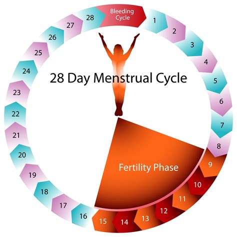 When Do You Start Ovulating After Your Period