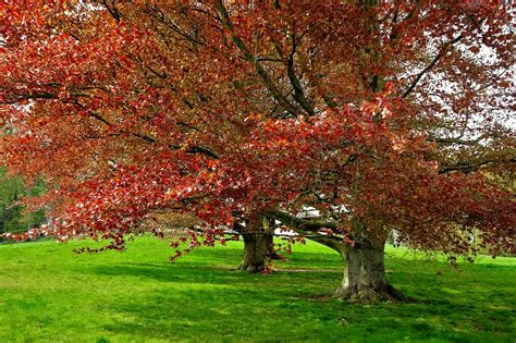 Three Magnificent Copper Beech Trees Kenwood Hampstead L Flickr