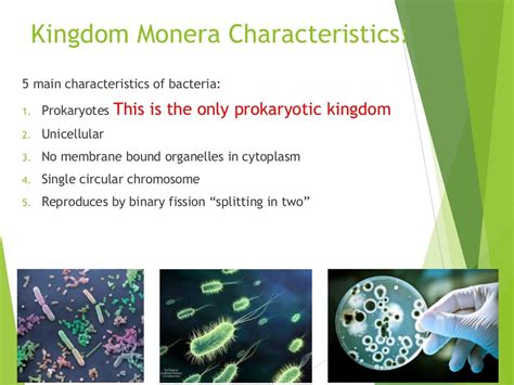Kingdom Monera Characteristics