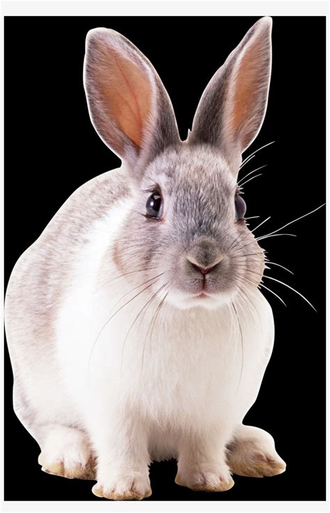 Free Rabbit Png Images Conejos Para Fondo De Pantalla Transparent Png