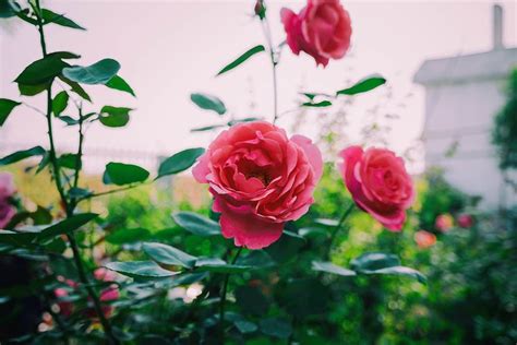 Gambar Bunga Mawar Dan Penjelasannya Pulp