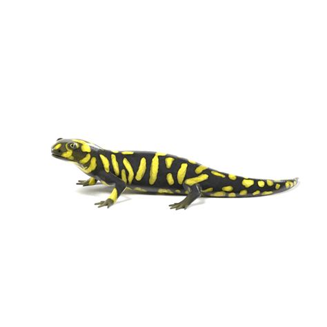 3d Tiger Salamander Rigged Model
