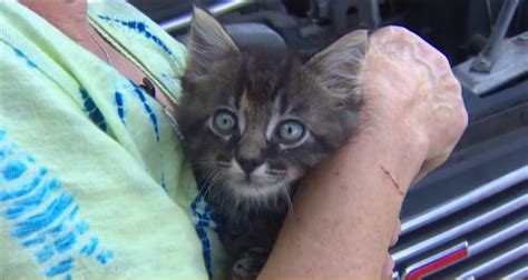 Lucky Kitten Survives Flood By Hiding Under Hood Of Womans Car