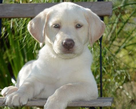 Labrador retrievers have a thick, tapering tail. Top of the Hill Labs: Silver Lab Puppies Expected in June!