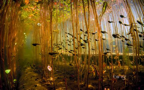 Underwater Photography River Lake 1600x1000 Wallpaper