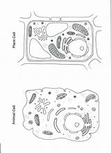 Coloring Cell Animal sketch template