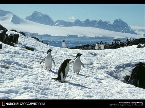 Big Daddy Birds Penguins National Geographic 1600x1200
