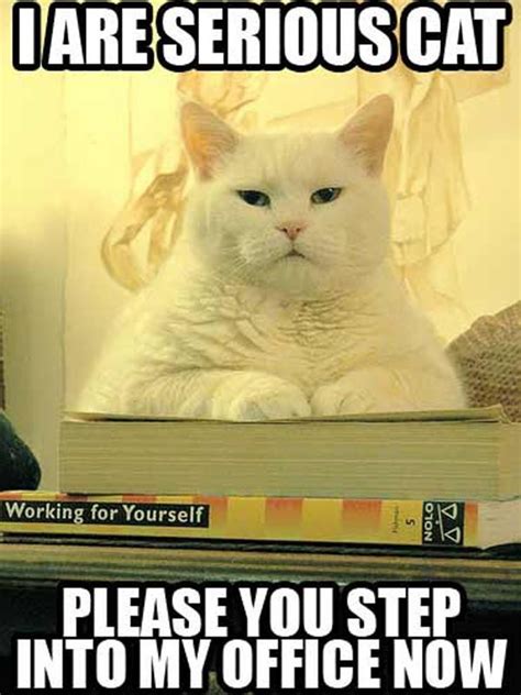 Office Cat Meme Funny