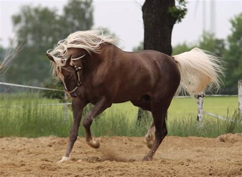 Chocolate heaven | asa gender: Chocolate Palomino | Palomino horse, Chocolate palomino ...