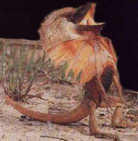 Frilled Neck Lizard Diet Wikipedia Coptoday
