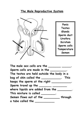 Female Reproductive System Worksheets