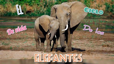 Ciclo De Vida De Los Elefantes Por Un Planeta Mejor Youtube