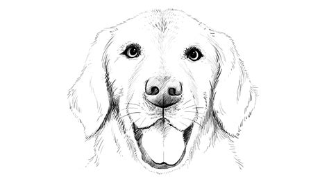 How To Draw A Golden Retriever Face Step By Step