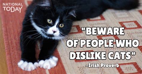 The international fund for animal welfare. National Black Cat Day — History and Why We Celebrate