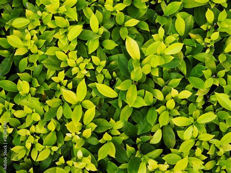 Top View Light And Dark Green Small Leaf Of Banyan Tree Ficus Annulata