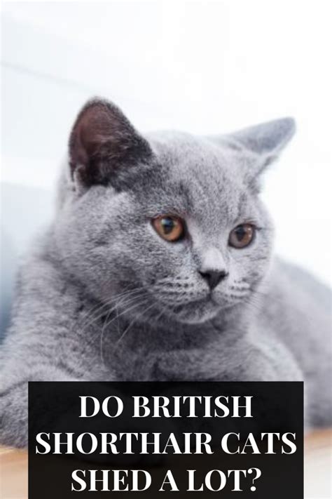 Do British Shorthair Cats Shed A Lot 81021 Nama Untuk Kucing Comel