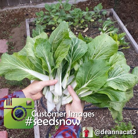 Chinese Cabbage Bok Choy Seeds At 99pack Grow Organic Cabbage