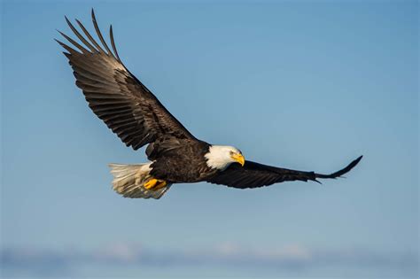 Bald Eagles Soar Over Long Island Once Again
