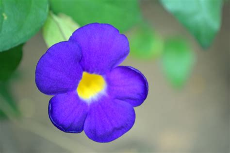 Filepurple Flower With 5 Petals Wikimedia Commons