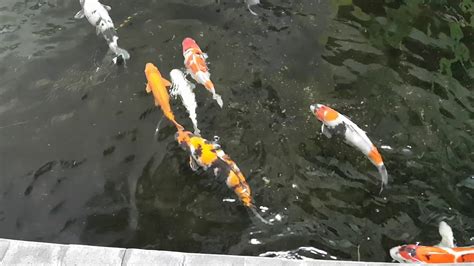 Yuk simak di bawah ini! RUKUNNYA IKAN MAS KOI DI KOLAM - YouTube
