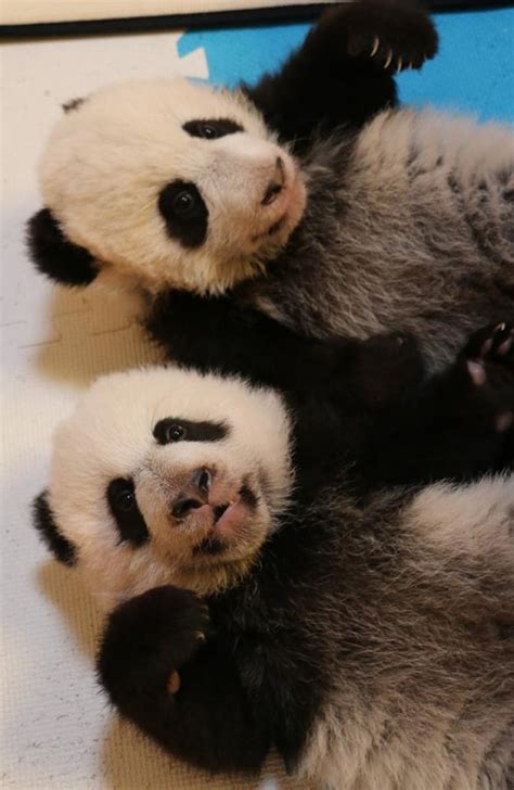 Help Name The Toronto Zoos Adorable Twin Panda Cubs Cbc News
