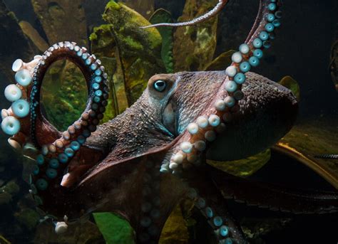 Inky The Octopus Makes Daring Escape From New Zealand Aquarium By