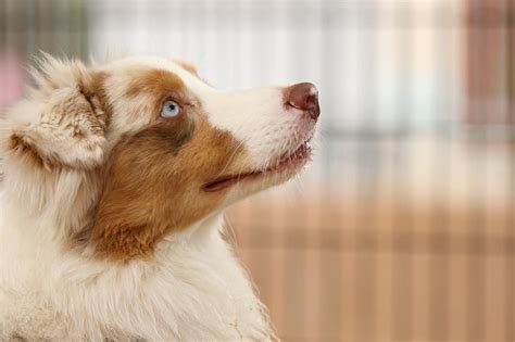 Are Australian Shepherds Smart Heres Why Theyre Smart