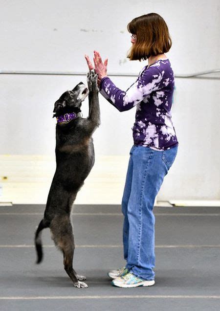 Dancing With Dogs How One Syracuse Club Is Teaching Canines To Jive
