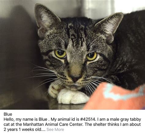 Lost black cat, harrisburg, nc near hwy 49 behind town center. Pin on Kittens & Cats-NEED RESCUED -Looking for a good home.