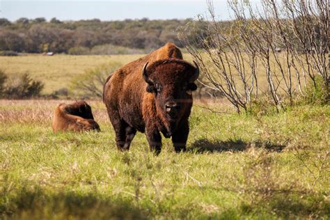 Five Buffalo Returned To Lipan Apache Lands Sovereignty