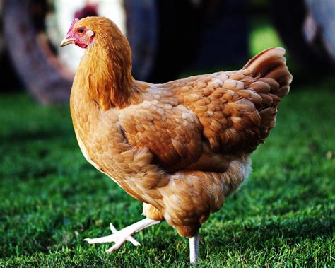 Top 10 Rare Heritage Chicken Breeds And Why Theyre My 45 Off