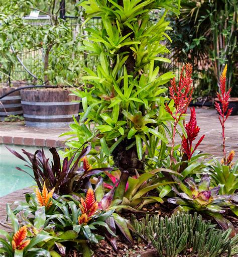 Turn Your Living Bromeliad Tree Into Beautiful Artwork Better Homes