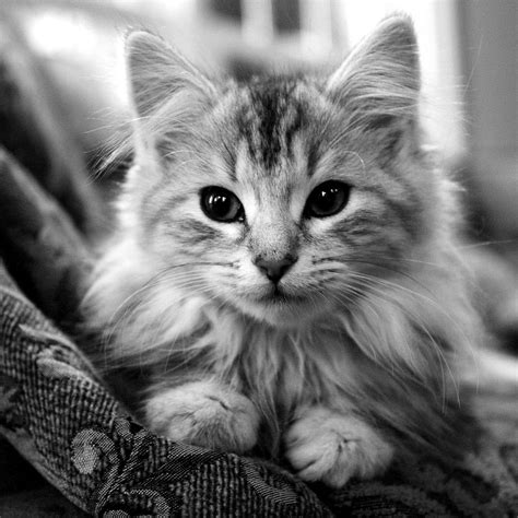 Black And White Cat Wallpapers Top Free Black And White Cat