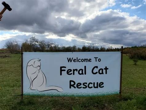 Feral Cat Rescue Has Permanent Home Country 105