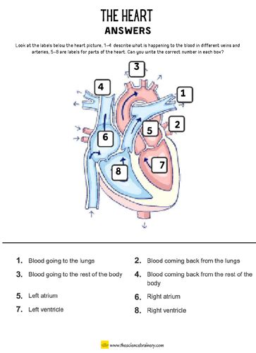 Label The Heart Worksheet Ks2 Primary Science Distance Learning