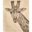 Animal Pencil Drawings On Behance