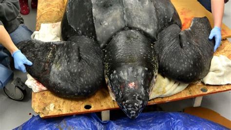 Rare 500 Lb Sea Turtle Rescued In Sc
